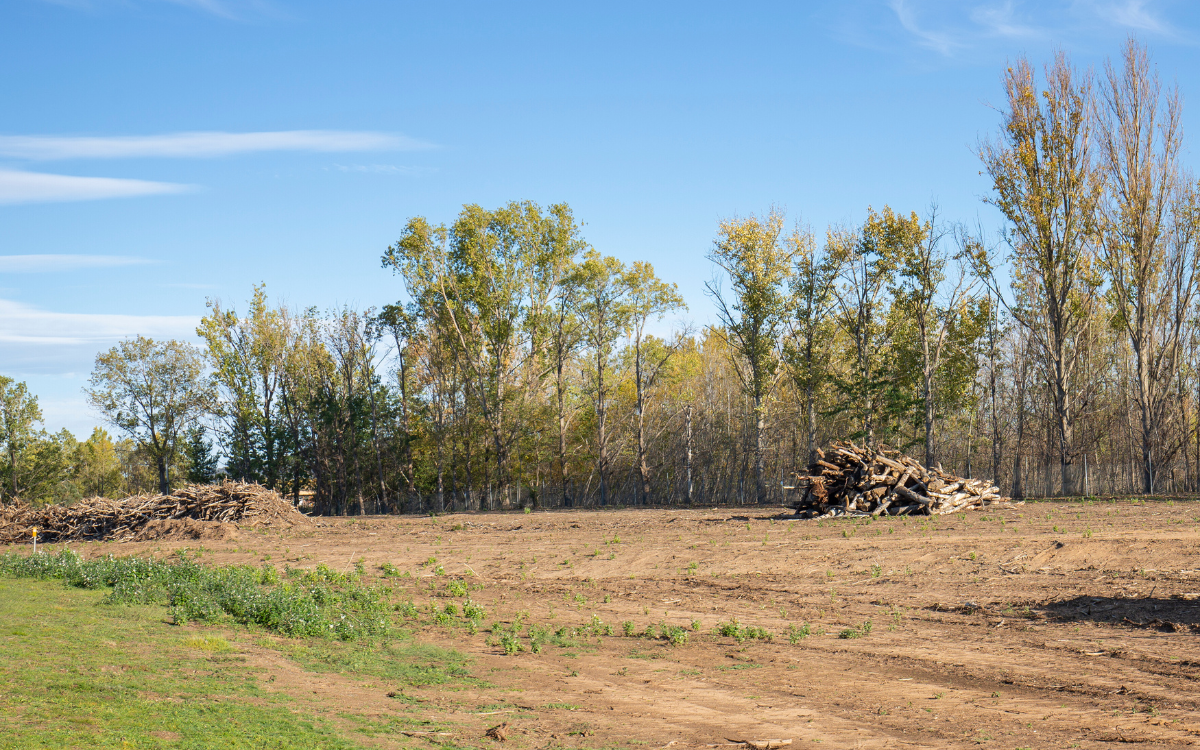 Maximizing Hunting Land ROI in Hugo, Oklahoma: Timber, Food Plots & Habitat Improvements